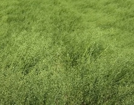 Ľaničník siaty, falošný ľan, Camelina sativa 1 kg